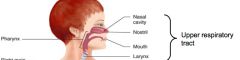 Nasal cavity, mouth, pharynx, larynx