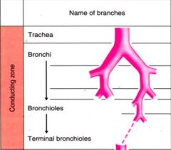 Trachea, bronchi and bronchioles