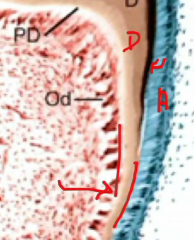 Underlying dental papilla


secretory ameloblasts


dentin is present before enamel