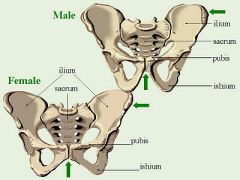 Pubis Bone- Female: shallow and wide; Male: Upright and long
