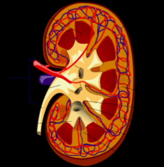 Name the key organs of a kidney on the diagram