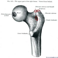 Articulation;The prominent expanded end of a bone, sometimes rounded (ex: head of femur)