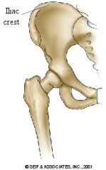 Extensions and projections; A narrow ridge (ex: iliac crest of the pelvis)