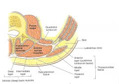 This is referred to as Thoracolumbar Fascia
Posterior Lamina -encompasses posterior aspect of erector spinae muscles.
Middle lamina- occurs between the intermediate and deep layers of muscle (b/t ESM and QuadratusL
Anterior layer is deepest lay...