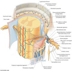 31 pairs of spinal nerves with 8 cervical pairs, 12 thoracic pairs, 5 lumbar pairs, 5 sacral pairs, 1 coccygeal pair

Ventral Rami-larger portion of nerves that innervate lateral and anterior body walls and limbs (hypaxial nerves)

Dorsal Rami...