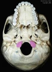 Articulation; A rounded knob that articulates with another bone (ex: occipital condyles of the skull)