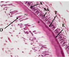 Enamel protein and mineralization