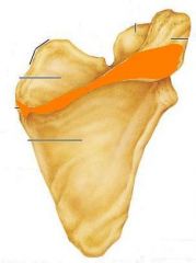 Projection; A sharp, slender, or narrow process (ex: spine of the scapula)