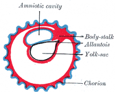 The allantois undergoes endodermal evagination of the archenteron by growing through the trophoblastic stalk.