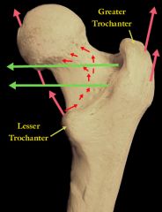 Two massive processes unique to the femur