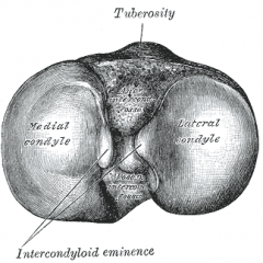 A rough, elevated surface (ex: tibial tuberosity)