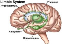 is a complex set of structures that lies on
both sides of the thalamus, just under the cerebrum