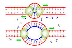Mécanisme où la molécule d'ADN se duplique à l'identique lors de la phase S de l'interphase du cycle cellulaire. On parle de réplication semi-conservatrice de l'ADN.