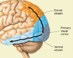 Dorsal stream: 1ary visual cortex --> dorsal prestriate cortex --> posterior parietal cortex

Ventral stream: 1ary visual cortex --> ventral prestriate cortex --> inferotemporal cortex