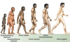 i. upright stance, bipedal

ii. reduced jaw bone and muscles 

iii. shorter digestive tract (because we eat meat and plants)

iv. largest brain among hominoids

v. language, symbolic thought, and more advanced tool use