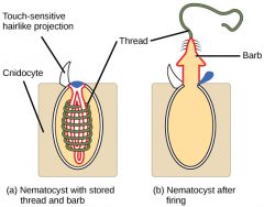 cells designed for defense and prey capture – located on tentacles