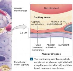 -gas exchange occurs across this.


Has three layers:


1. squamous epithelial cells lining the alveolus


2. the endothelial cells lining an adjacent capillary


3. fused membranes that lie between the alveolar and endothelial cells.  