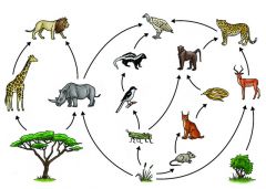 Næringsnett, begrep for hvordan ulike næringskjeder er vevd inn i hverandre. Arter spises ikke bare av én art høyere oppe i næringskjeden, men av flere arter.