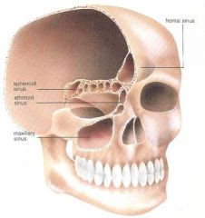 An air filled space in a bone (ex: frontal sinus of the forehead)