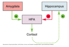 Amygdala & hippocampus