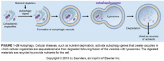 autophagy is for cell that are nutritionally deprived-- an autophagic vacuole with organelles inside fuses with a lysosome => autophagolysosome which digests the materials and releases them back into cytoplasm to provide nutrients in desperate sit...