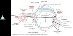 -conea
-pupil of the iris
-iris
-lens
-retina
-anterior chamber
-posterior chamber
-optic nerve