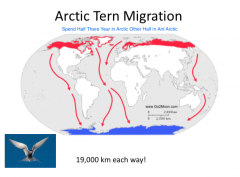 The Ultimate Migrant - The Arctic Tern