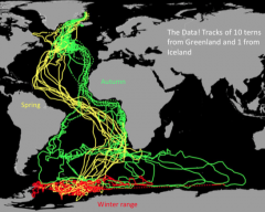 Tagged 50 terns in Greenland and 20 birds inIceland 


One year later, retrieved 10 from Greenlandand 1 from Iceland.