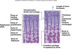 Zone of resting cartilage
Zone of proliferation
Zone of hypertophy
Zone of calcification

Bone of diaphysis