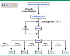- COX-1 constitutively expressed to produce prostaglandins but NSAIDs inhibit COX-1
- Prostaglandins are cytoprotective