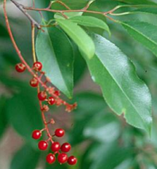 Choke Cherry
Cyanide, glycosides
Black fruit: Western US
Red fruit: Eastern US
Ripe fruit is not toxic, leaves, twigs and unripe fruit are