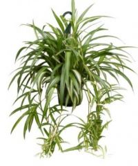 Chlorophytum


comosum


 


Spider Plant


Airplane Plant


Airplane Lily


St. Bernard's Lily