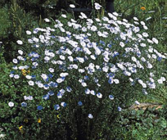 -Blue flax
-Cyanide
-Animals won't usually eat it, but the oil is added to feed and is toxic if not treated appropriately