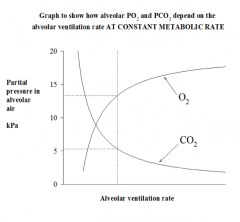 - The total pressure of gases in alveolus is relatively fixed
- Dalton's law states that the total pressure = sum of partial pressures
- As partial pressure of CO2 rises, partial pressure of O2 must decrease