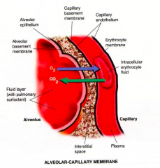 - Alveolar epithelium (coated with surfactant)
- Capillary endothelium