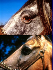 what is this virus? how is it transmitted? what type of horses are more susceptible to infection? 