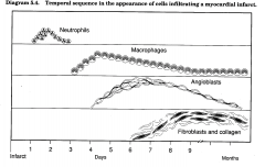 neutrophils; macrophages; angioblasts; fibroblasts and collagen