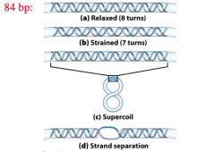 effects of DNA underwinding