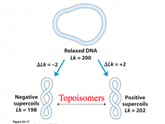 topoisomers