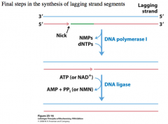 DNA Ligase