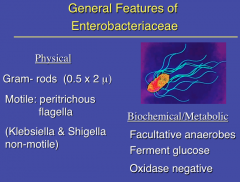 Physical Characteristics of Enterobacteriaceae
