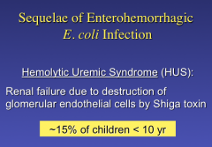 How can E. coli cause Hemolytic Uremic Syndrome (HUS)?