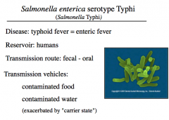 Salmonella Enterica serotype Typhi (Salmonella Typhi)