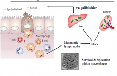 Pathogenesis of Typhoid Fever