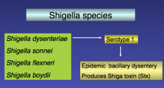 Shigella Species