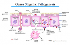 Shigella Pathogenesis