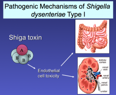 Shigella Dysenteriae Type 1 serotype