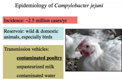 Epidemiology of Campylobacter Jejuni