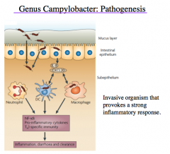 Campylobacter: Pathogenesis