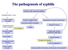 Syphilis Pathogenesis